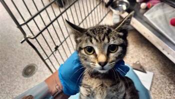 MANGO -  Domestic Short Hair Cat for Adoption in Colorado Springs, Colorado - MANGO | PetCurious