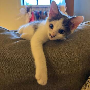 Easter -  Domestic Short Hair Cat for Adoption in Falls Church, Virginia - Easter | PetCurious