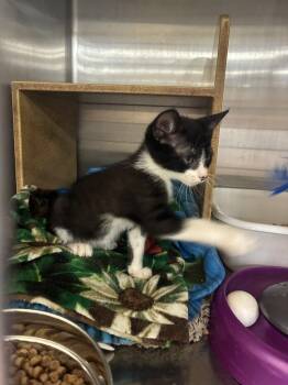 Harrold -  Domestic Short Hair Cat for Adoption in Social Circle, Georgia - Harrold | PetCurious
