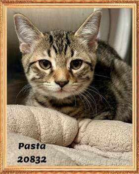 PASTA see also ANCHOVY -  Domestic Short Hair and Tabby Cat for Adoption in Marietta, Georgia - PASTA See Also ANCHOVY | PetCurious