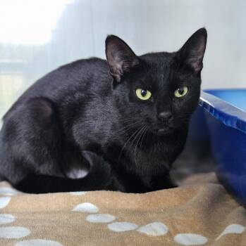 Kitzy -  Domestic Short Hair Cat for Adoption in Medfield, Massachusetts - Kitzy | PetCurious