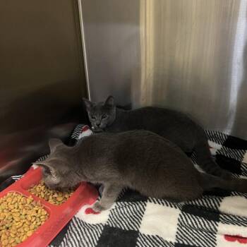 Domestic Short Hair Cats Available for Adoption - Ollie | PetCurious