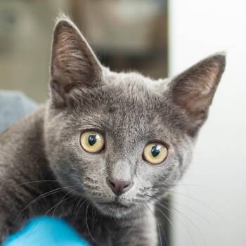 Purddy -  Domestic Short Hair Cat for Adoption in Middletown, Rhode Island - Purddy | PetCurious