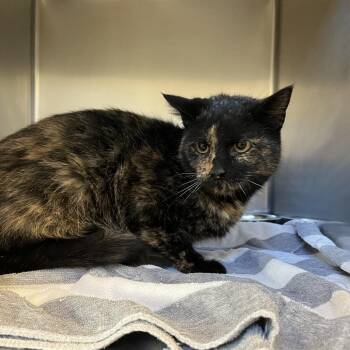 Kiyomi -  Domestic Short Hair Cat for Adoption in Bristol, Indiana - Kiyomi | PetCurious