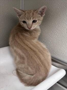 Rescue Domestic Short Hair Cats for Adoption in Tracy, California - CHARMANDER | PetCurious
