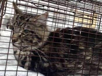 MARCELO -  Maine Coon Cat for Adoption in San Francisco, California - MARCELO | PetCurious
