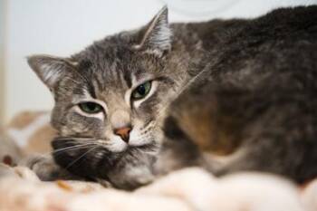 Domestic Short Hair Cats Available for Adoption in Bellingham, Washington - Thor | PetCurious