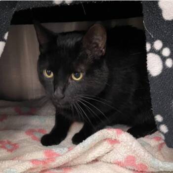 Floyd -  Domestic Short Hair Cat for Adoption in Wheaton, Illinois - Floyd | PetCurious