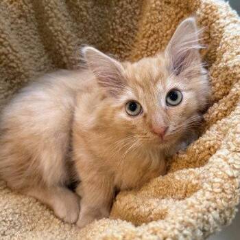 Chuckee Cheezit -  Domestic Medium Hair Cat for Adoption in Midland, Virginia - Chuckee Cheezit | PetCurious