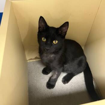 Fester -  Domestic Short Hair Cat for Adoption in Gibsonia, Pennsylvania - Fester | PetCurious