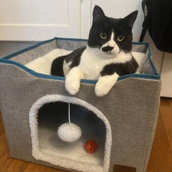 Oreo -  Domestic Short Hair Cat for Adoption in Los Angeles, California - Oreo | PetCurious