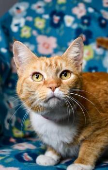 Domestic Short Hair Cats Available for Adoption in Yakima, Washington - Dragon | PetCurious