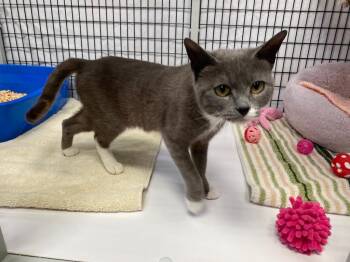 Domestic Short Hair Cats Available for Adoption - Mitsie | PetCurious