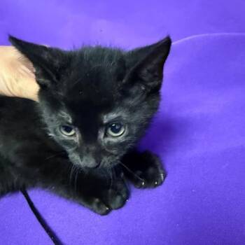 Dianthus -  Domestic Short Hair Cat for Adoption in North Myrtle Beach, South Carolina - Dianthus | PetCurious