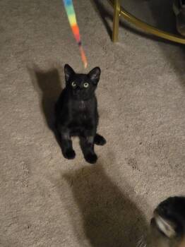 Orzo -  Domestic Short Hair Cat for Adoption in Hillside, Illinois - Orzo | PetCurious
