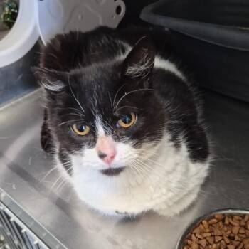 Buster -  Domestic Short Hair Cat for Adoption in Fort Bragg, California - Buster | PetCurious