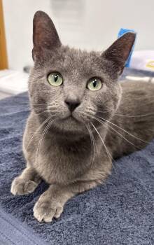 Asher -  Russian Blue Cat for Adoption in Saint Paul, Minnesota - Asher | PetCurious