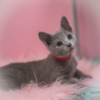 Sapphire -  Russian Blue and British Shorthair Cat for Adoption in St. Augustine, Florida - Sapphire | PetCurious