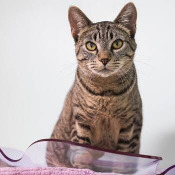 Rescue Domestic Short Hair Cats for Adoption in Los Angeles, California - Rebecca | PetCurious
