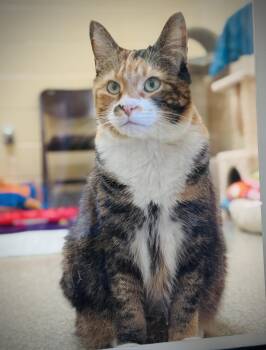 Rescue Domestic Medium Hair Cats for Adoption in Reading, Vermont - Taffy | PetCurious