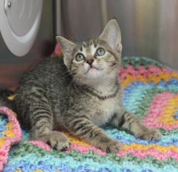 Domestic Short Hair and Tabby Cats Available for Adoption in Prattville, Alabama - Patsy - 43475 | PetCurious