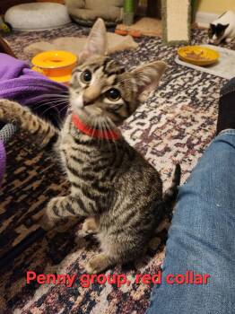 Rescue Domestic Short Hair Cats for Adoption in Warrington, Pennsylvania - Scooby (Penny Litter B/red Collar) | PetCurious