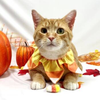 Rescue Domestic Short Hair Cats for Adoption in Harrisonburg, Virginia - Westin | PetCurious