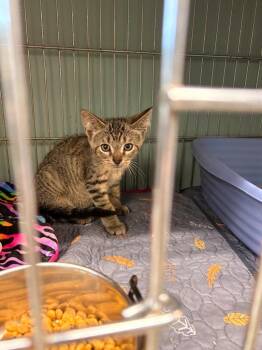 moon -  Domestic Short Hair Cat for Adoption in Rensselaer, Indiana - Moon | PetCurious