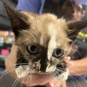 Lady Ladronna -  Domestic Medium Hair Cat for Adoption in Fredericksburg, Virginia - Lady Ladronna | PetCurious