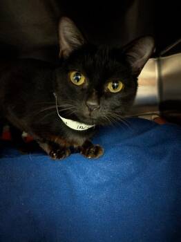 Black Canary -  Domestic Short Hair Cat for Adoption in Cincinnati, Ohio - Black Canary | PetCurious