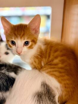 Shrek -  Domestic Short Hair Cat for Adoption in Calgary, Alberta - Shrek | PetCurious