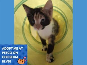WALNUT -  Domestic Short Hair Cat for Adoption in Fort Wayne, Indiana - WALNUT | PetCurious