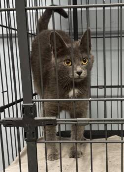 Domestic Short Hair Cats Available for Adoption in Saint Clairsville, Ohio - Stormy | PetCurious