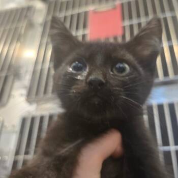 Moo Moo -  Domestic Short Hair Cat for Adoption in Idaho Falls, Idaho - Moo Moo | PetCurious