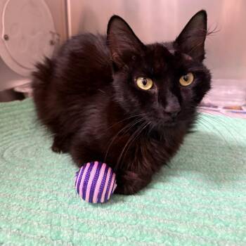 Tabitha -  Domestic Medium Hair Cat for Adoption in Milton, Florida - Tabitha | PetCurious