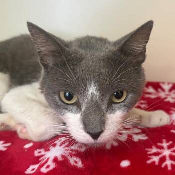 Wilbur -  Domestic Short Hair Cat for Adoption in Lake Jackson, Texas - Wilbur | PetCurious