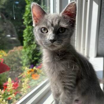 Bubbles -  Domestic Short Hair Cat for Adoption in Milan, Illinois - Bubbles | PetCurious