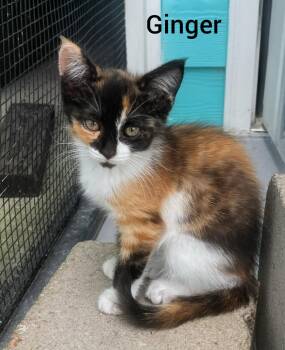 Ginger -  Calico Cat for Adoption in Shrewsbury, Massachusetts - Ginger | PetCurious