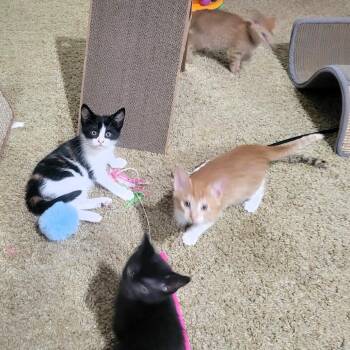 Caldwell -  Domestic Short Hair Cat for Adoption in Lenexa, Kansas - Caldwell | PetCurious
