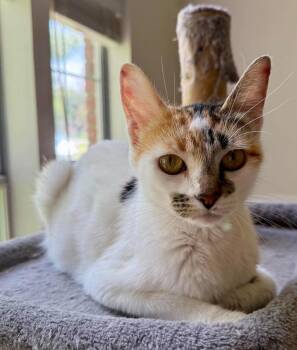 Lily -  Domestic Short Hair Cat for Adoption in Bossier City, Louisiana - Lily | PetCurious