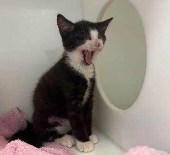 Sylvain -  Domestic Short Hair Cat for Adoption in Delson, Quebec - Sylvain | PetCurious