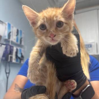 Taxi -  Domestic Short Hair Cat for Adoption in Riverside, California - Taxi | PetCurious