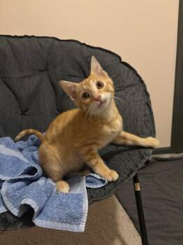 Domestic Short Hair Cats Available for Adoption - Jack | PetCurious