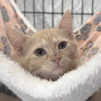 Rae the Manta Ray -  Domestic Short Hair Cat for Adoption in Durham, North Carolina - Rae The Manta Ray | PetCurious