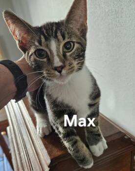 Max -  Domestic Short Hair Cat for Adoption in Zimmerman, Minnesota - Max | PetCurious
