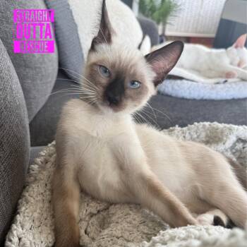 Maki -  Siamese Cat for Adoption in Vancouver, British Columbia - Maki | PetCurious