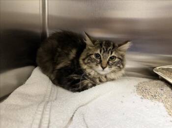 GRETA -  Domestic Medium Hair Cat for Adoption in Santa Fe, New Mexico - GRETA | PetCurious