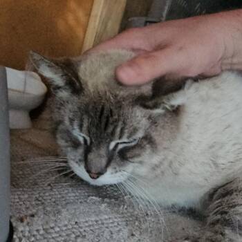 Mazapan -  Siamese Cat for Adoption in Long Beach, California - Mazapan | PetCurious