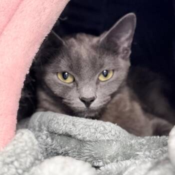 Smokey -  Domestic Short Hair Cat for Adoption in Medford, Oregon - Smokey | PetCurious