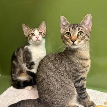 Fruit Loop -  Domestic Short Hair Cat for Adoption in Fort Lauderdale, Florida - Fruit Loop | PetCurious
